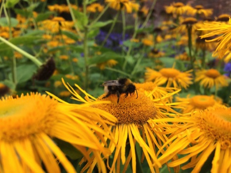 Bumblebee on yellow flower